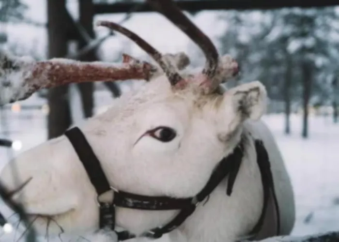 아파트 Aurora A2 Ski-in Ski-out By Aavalevi